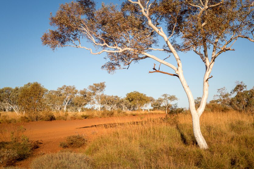Olive Pink Botanic Garden , Australia